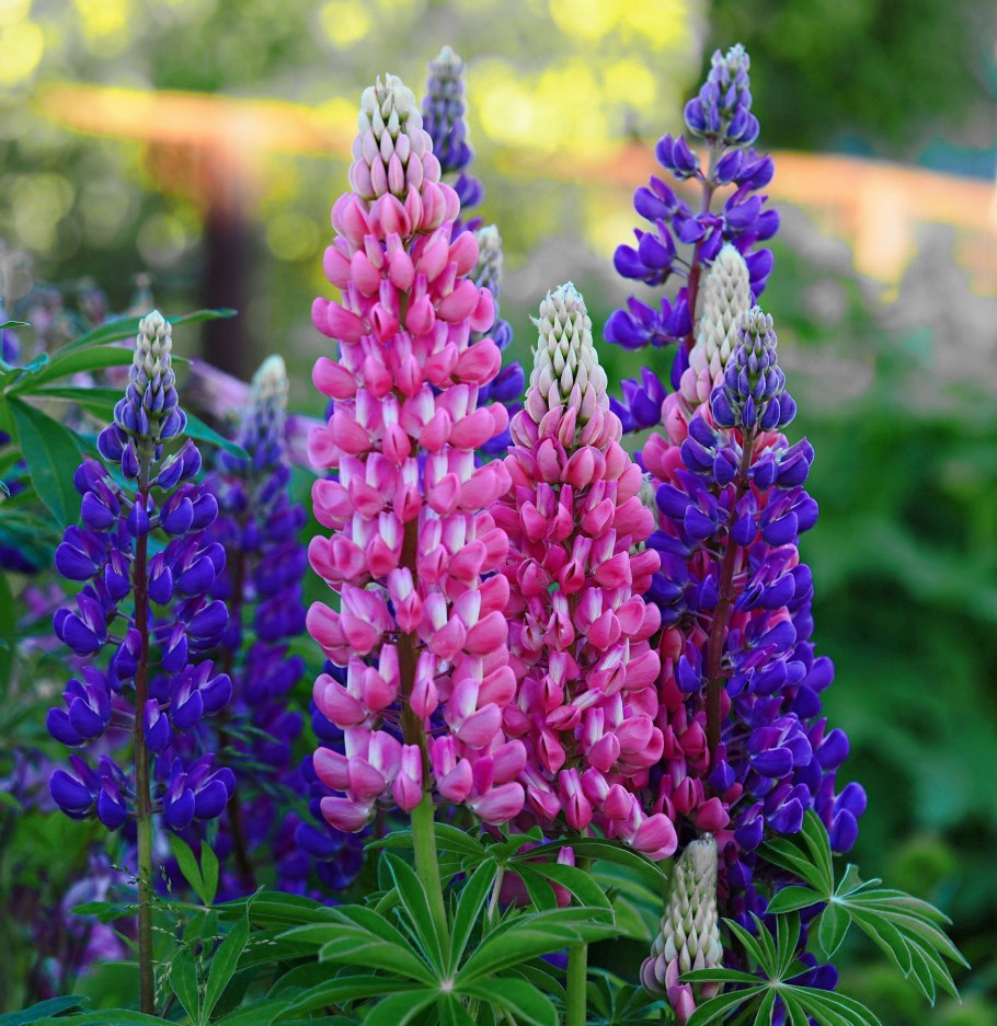 Люпин многолистный цветок