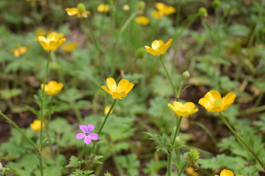 Лютик луковичный