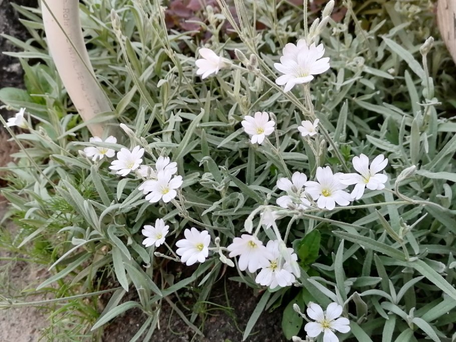 Ясколка войлочная Альпийская