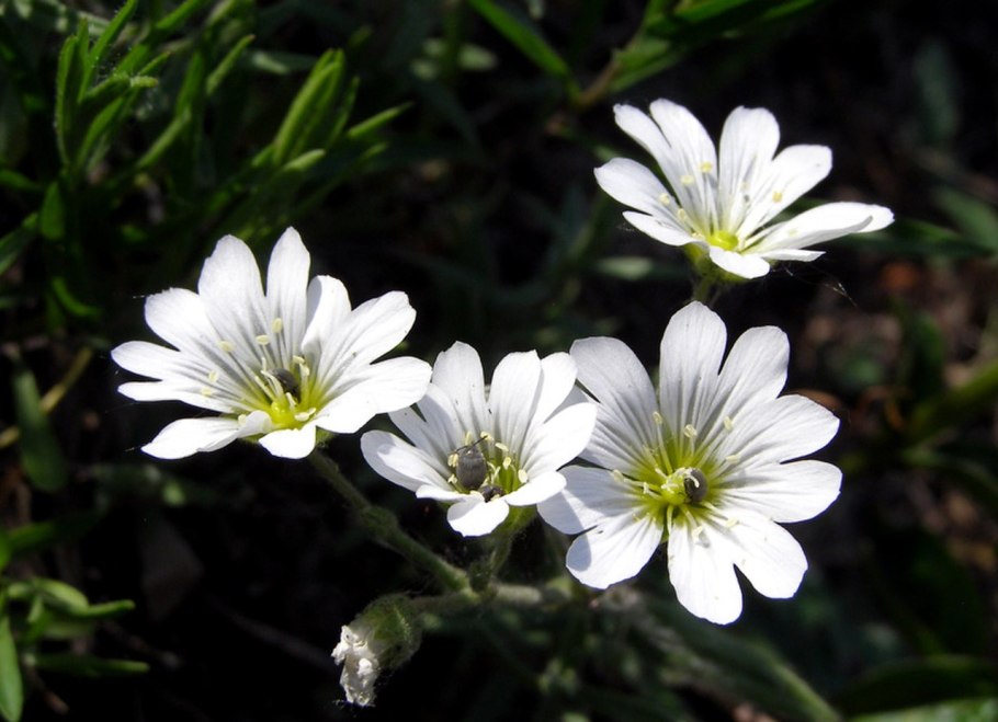 Ясколка Жигулевская