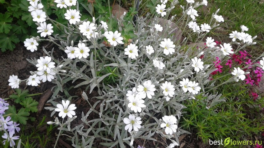 Ясколка Крылова