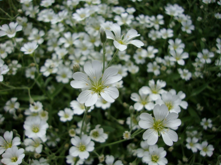 Ясколка Фишера