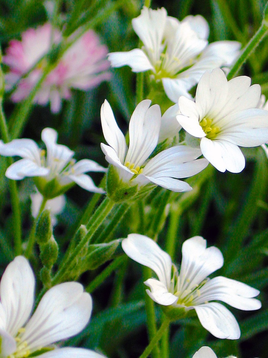 Ясколка Жигулевская