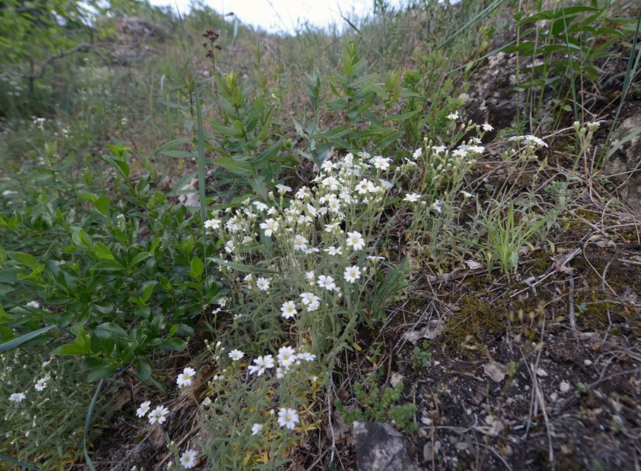 Ясколка Жигулевская