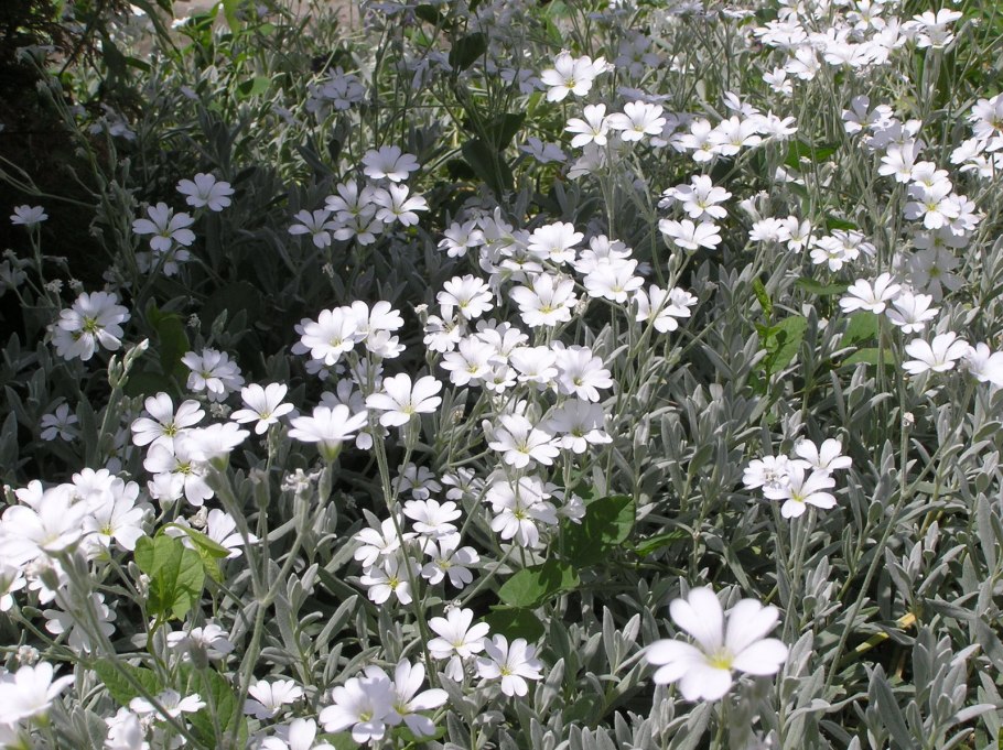 Мшанка и Ясколка