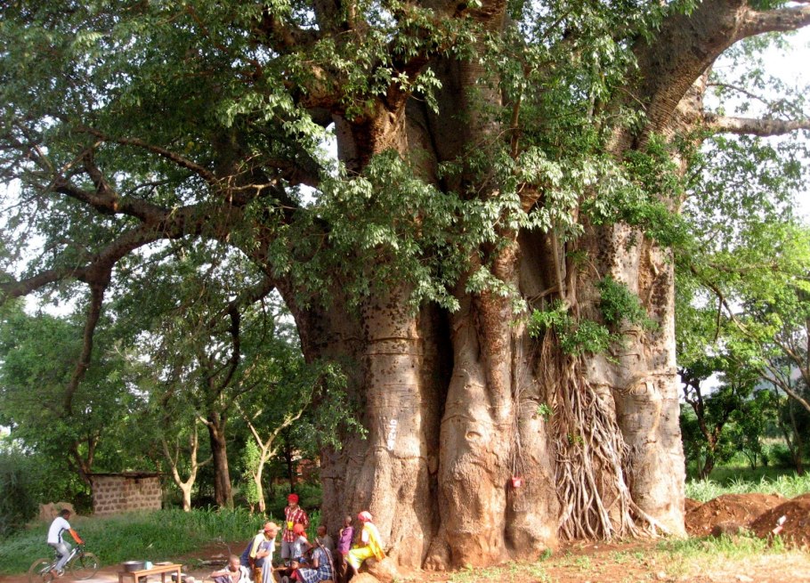 Цветущий баобаб