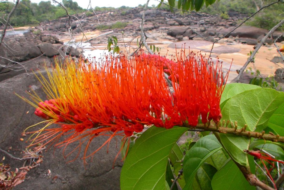 Комбретум Эритрея