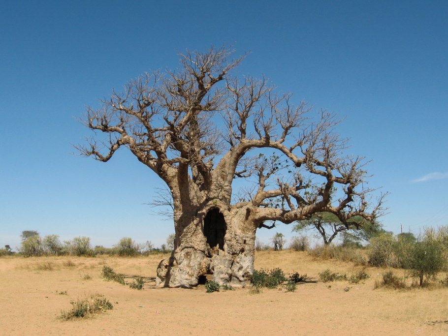 Баобаб дерево Сенегал