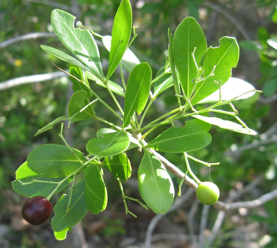 Дерево гипелате