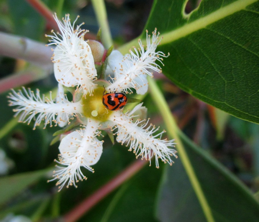 Lophostemon confertus Лофостемон