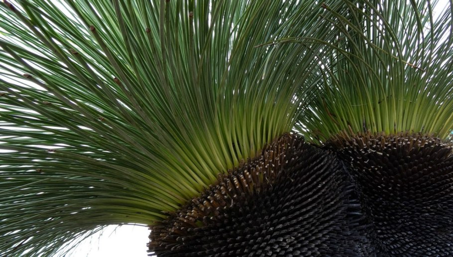 Ксанторрея австралийская