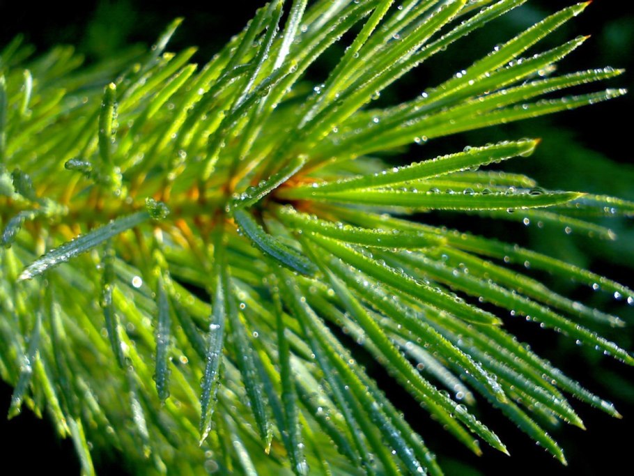 Ель хвоинки