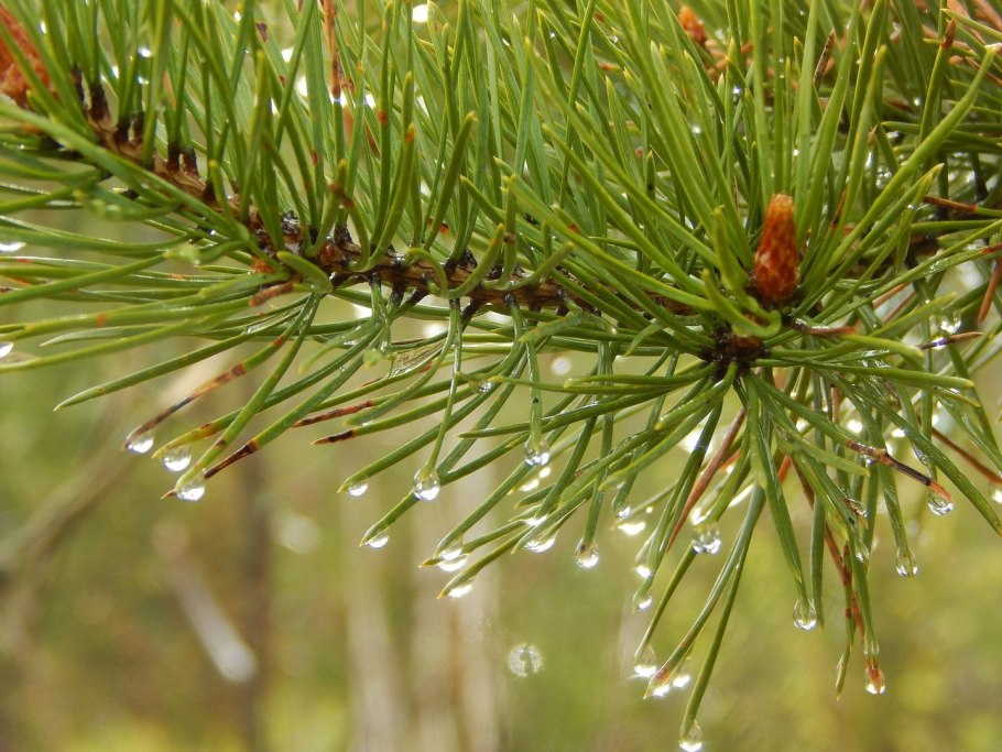 Хвоинки сосны