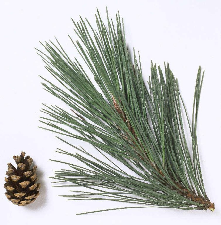 Pinus nigra иголки