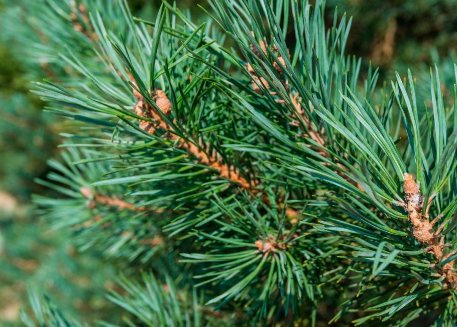 Хвоинки сосны обыкновенной