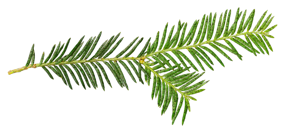 Игольчатые листья