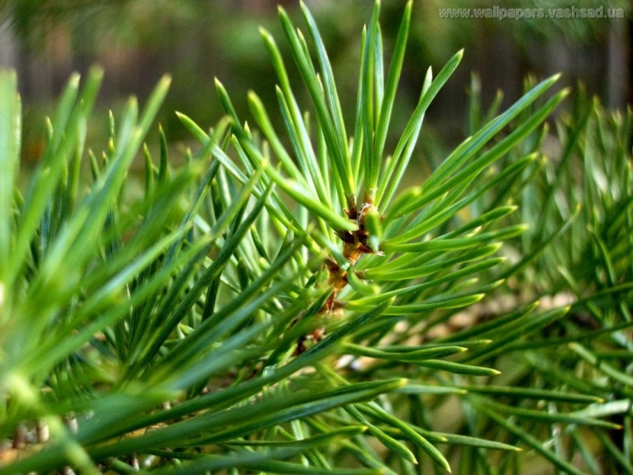 Иголки хвоинки