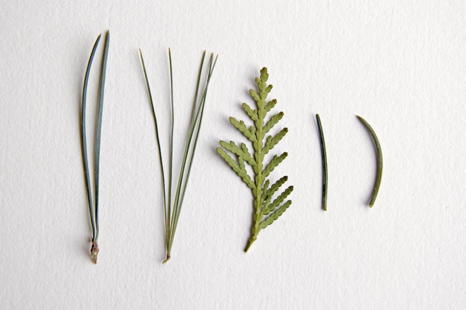 Хвоя игольчатая