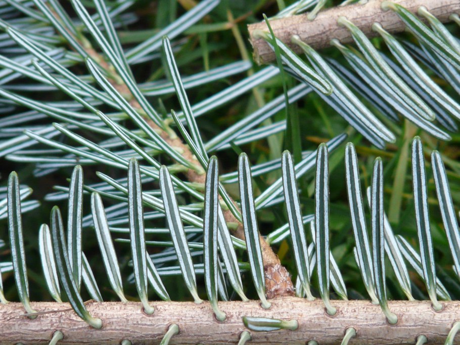 Хвоя лиственницы