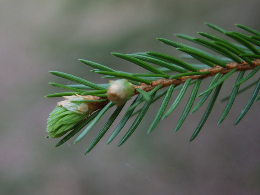 Ветка Еловая