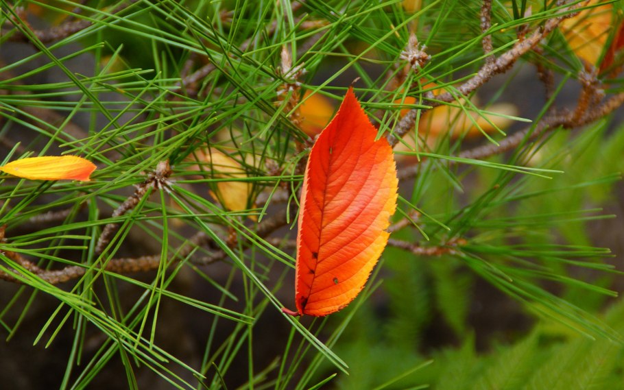 Хвоинки сосны