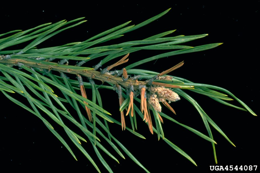 Игольчатые листья