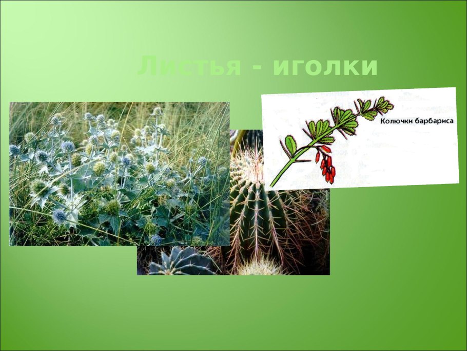 Кедр Сибирский хвоинки