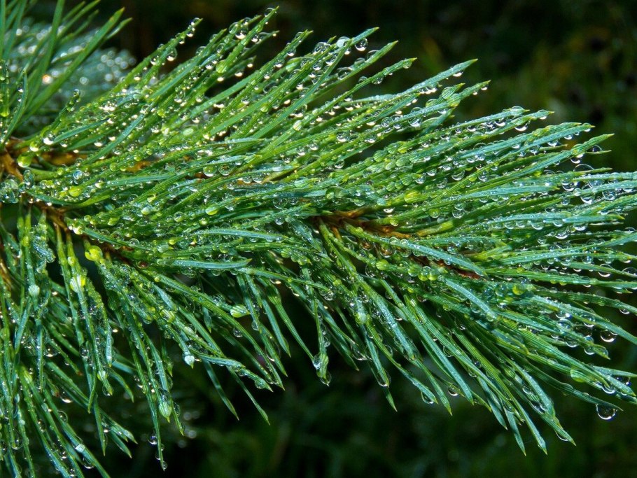 Ель хвоинки