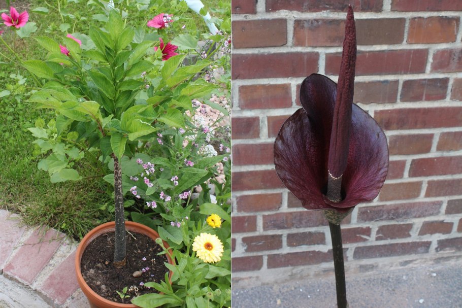 Аморфофаллус коньяк Amorphophallus Konjac