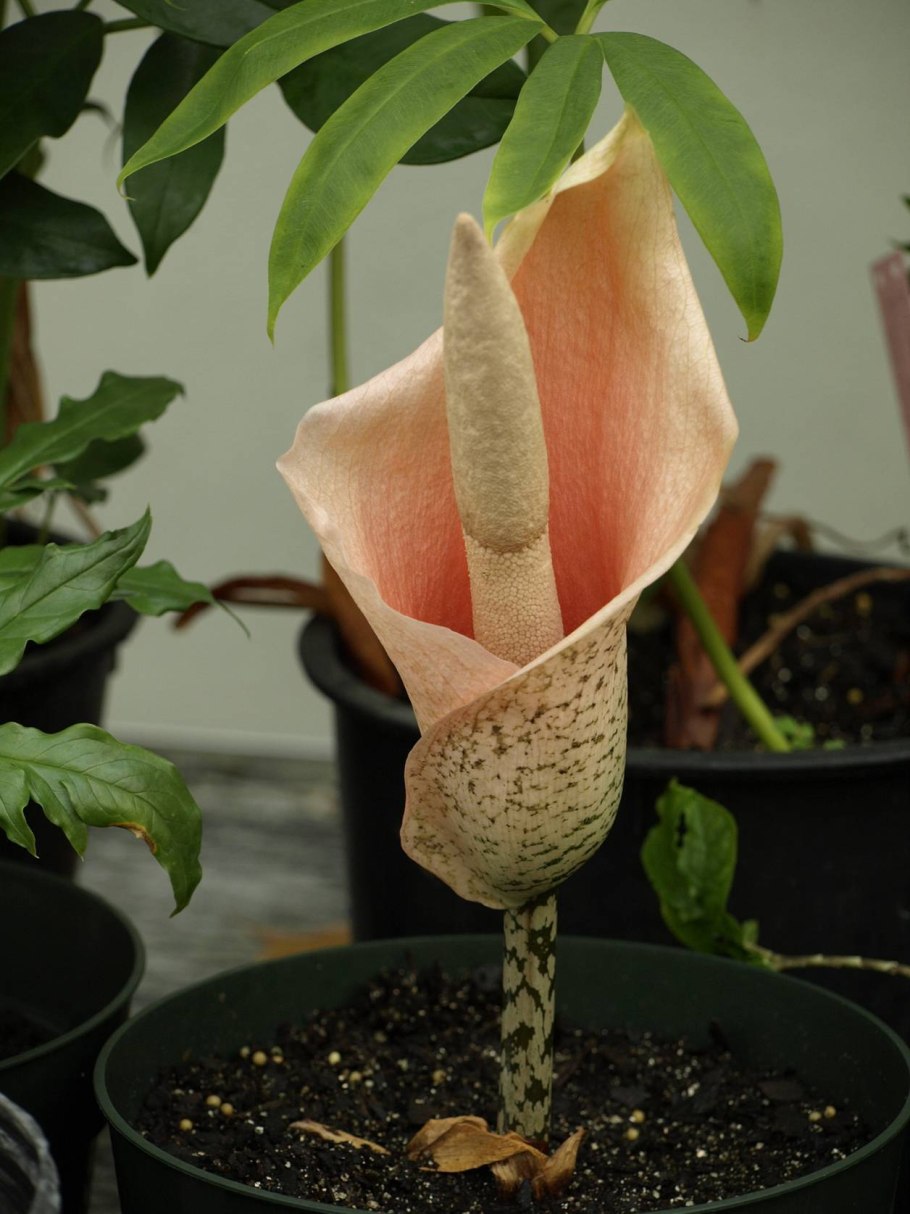Giant Titan arum