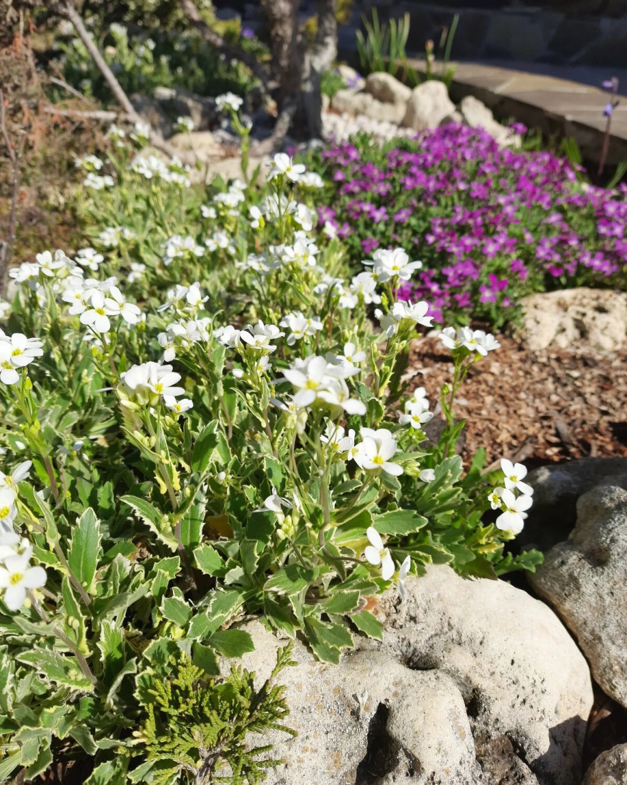 Арабис Альпийский