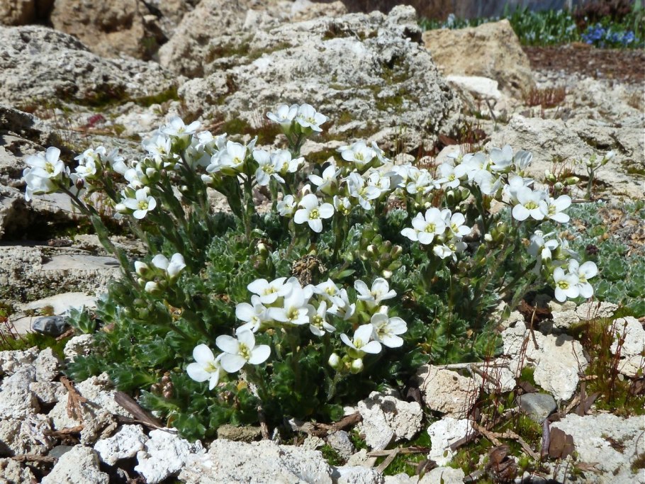 Arabis sarkijilari