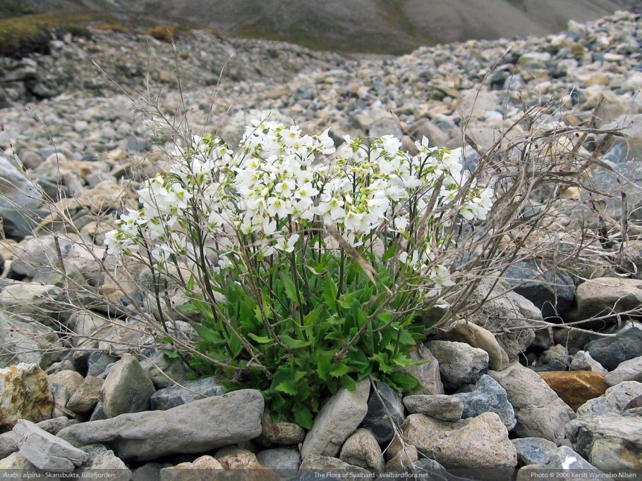Арабис blepharophylla