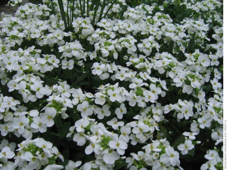 Мозаика резухи