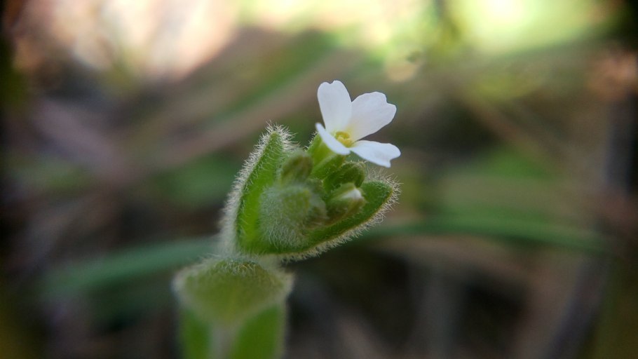 Arabis sagittata