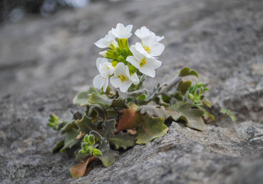 Резуха шершавая — Arabis hirsuta (l.) SCOP.