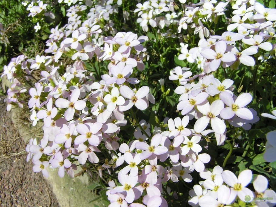 Резуха повислая