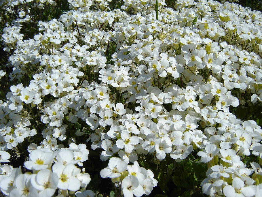 Арабис резуха кавказская