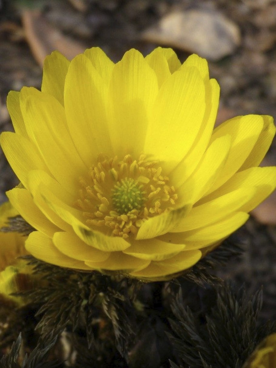 Цветок адонис горицвет