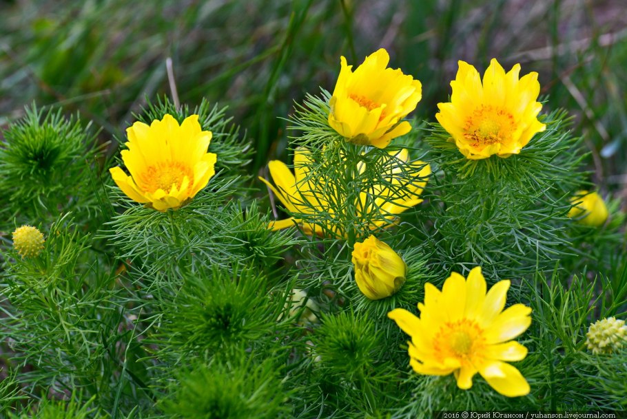 Адонис горицвет