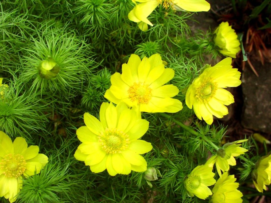 Горицвет весенний (Adonis vernalis)