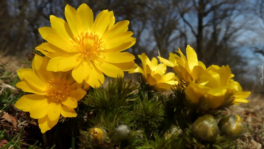 Горицвет весенний (Adonis vernalis l.)