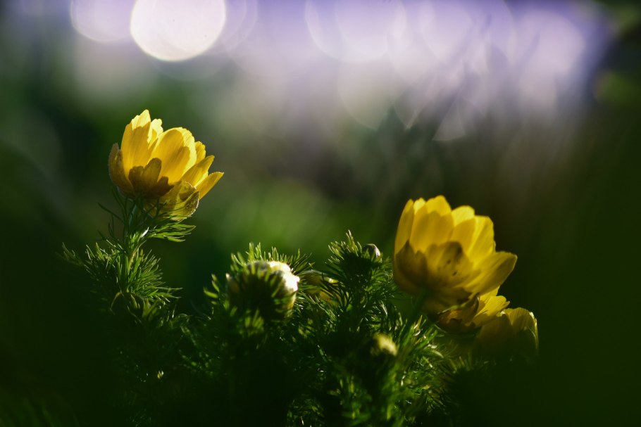 Стародубка адонис весенний