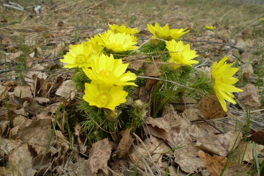 Горицвет весенний (Adonis vernalis)