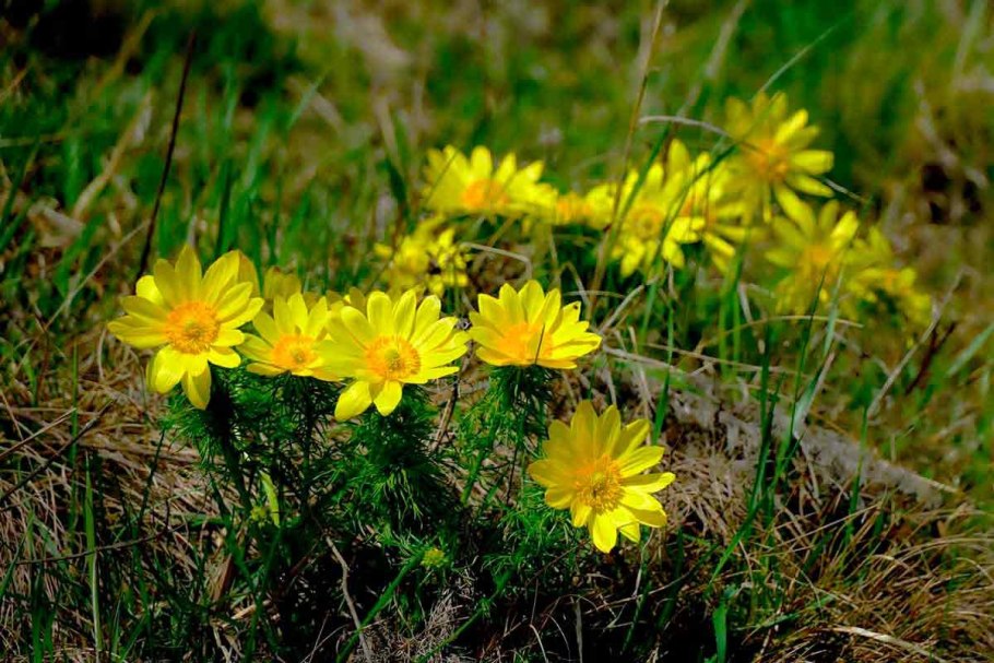 Адонис весенний