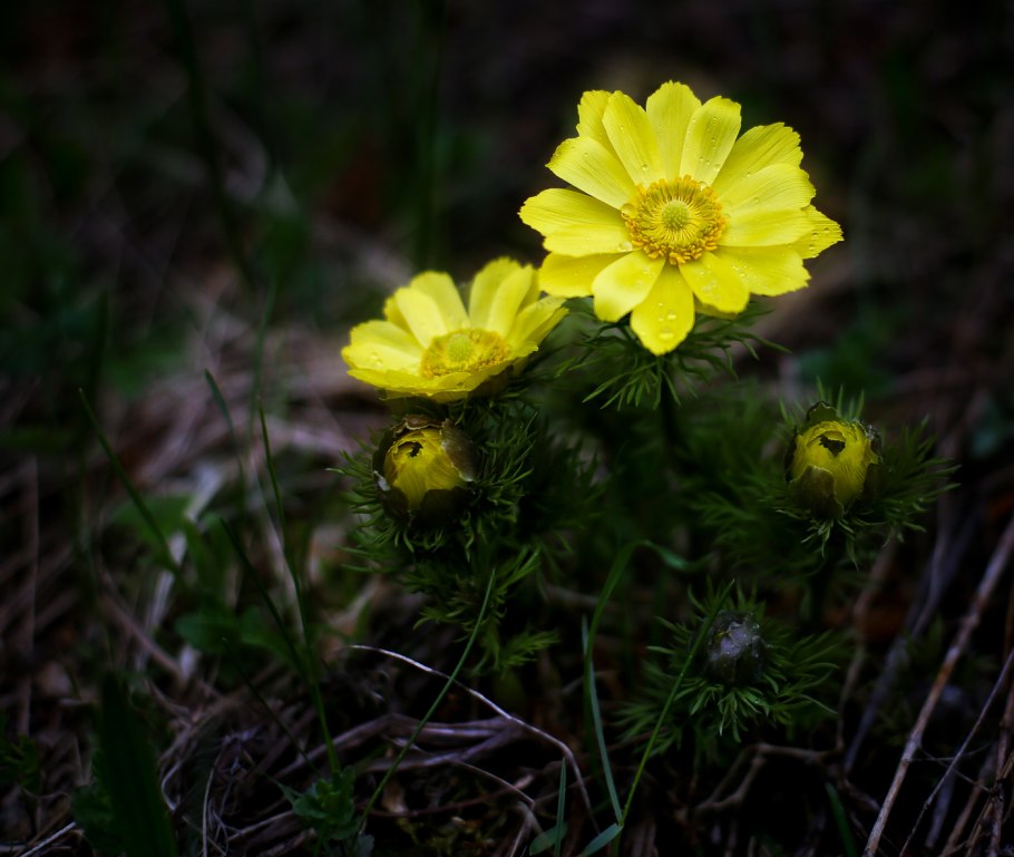 Горицвет весенний (Adonis vernalis)