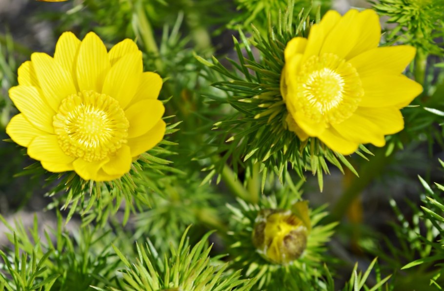 Адонис весенний в степи