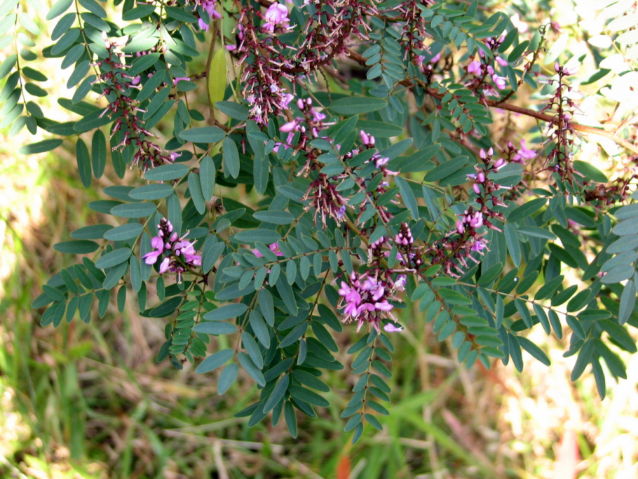 Indigofera tinctoria
