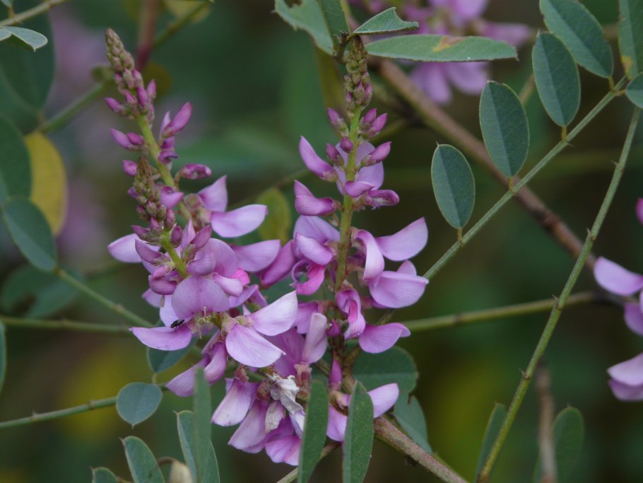 Indigofera tinctoria