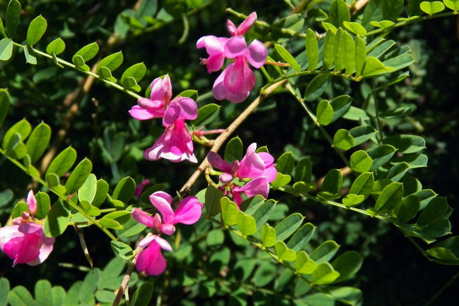 Индигофера Жерара (Indigofera gerardiana)